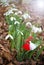 Snowdrop spring flowers with martenitsa. Baba Marta day