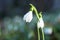 Snowdrop- spring white flower