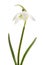 Snowdrop- spring white flower (Galanthus nivalis)