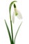 Snowdrop stem flower spring