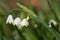 Snowdrop stem with three flowers on blurry background