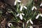 Snowdrop very nice white first winter flower close up i