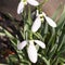 Snowdrop very nice white first winter flower close up i
