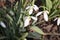 Snowdrop very nice white first winter flower close up i