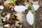 Snowdrop very nice white first winter flower close up i