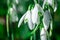 Snowdrop. White flowers on field early spring flowers. Galanthus nivalis