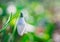 Snowdrop. White flowers on field early spring flowers. Galanthus nivalis