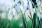 Snowdrop. White flowers on field early spring flowers. Galanthus nivalis