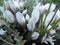 Snowdrop white spring flowers. Fresh green well complementing the white Snowdrop blossoms