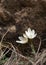 Snowdrop. a widely cultivated bulbous European plant that bears drooping white flowers during the late winter.