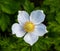 Snowdrop Windflower Anemone sylvestris close_up of flowers. Baden Baden, Baden Wuerttemberg, Germany