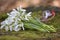 Snowdrops, 1st of March tradition white and red cord martisor