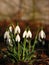 Snowdrops