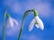 Snowdrops