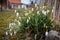 Snowdrops