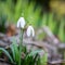 Snowdrops