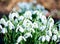 Snowdrops