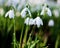 Snowdrops