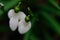 Snowdrops above