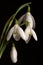 Snowdrops against a black background.