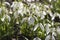 Snowdrops as heralds of spring