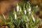 Snowdrops in backlight. White beautiful spring flower