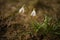 Snowdrops - Beautiful White Spring Flowers. The First Flowering Plants In Spring.