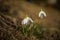 Snowdrops - Beautiful White Spring Flowers. The First Flowering Plants In Spring.