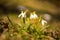 Snowdrops - Beautiful White Spring Flowers. The First Flowering Plants In Spring.