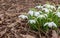 Snowdrops bloom against a background of mulch