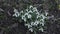 Snowdrops bloom on the lawn in the garden.