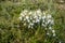 Snowdrops bloom in the meadow