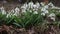 Snowdrops blooming. White delicate flowers snowdrops in garden, sunlight. First beautiful Common snowdrops in spring. Galanthus ni