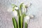 Snowdrops bouquet on shiny silver background