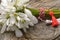 Snowdrops bunch on wooden background.