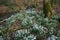 Snowdrops in Cally Wood