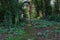 Snowdrops beside a Churchyard Path