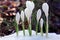 Snowdrops crocus