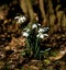 Snowdrops in dappled sunlight