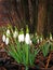 Snowdrops with dewdrops