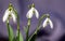 Snowdrops with drops of water are brightly lit by the sun.