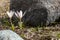 snowdrops in early spring in the mountains. flora. The awakening of nature after winter. two purple and white snowdrops