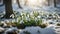 Snowdrops emerging from beneath a soft blanket of snow