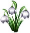 Snowdrops. Fair-maids of February. Field flowers similar to squill or scilla. Galanthus