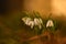 Snowdrops. First beautiful small white spring flowers in winter time. Colorful nature background at the sunset.  Galanthus