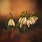 Snowdrops. First beautiful small white spring flowers in winter time. Colorful nature background at the sunset.  Galanthus