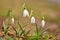 Snowdrops. First beautiful small white spring flowers in winter time. Colorful nature background at the sunset.  Galanthus