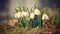 Snowdrops. First beautiful small white spring flowers in winter time. Colorful nature background at the sunset.  Galanthus.