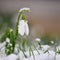 Snowdrops. First beautiful small white spring flowers in winter time. Colorful nature background at the sunset.  Galanthus.