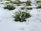 Snowdrops First Early Spring Flowers Galanthus nivalis